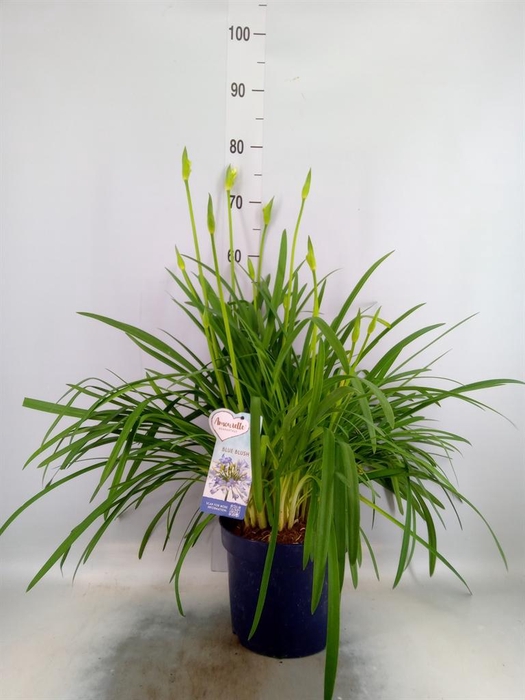 <h4>Agapanthus  'Amourette Blue Blush'</h4>