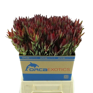 Leucadendron Blush Spray