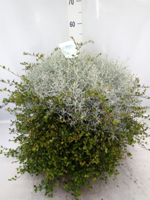 <h4>Leucophyta  'Silvercalos' [Calocep]</h4>