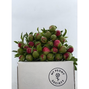 Paeonia Coral Sunset