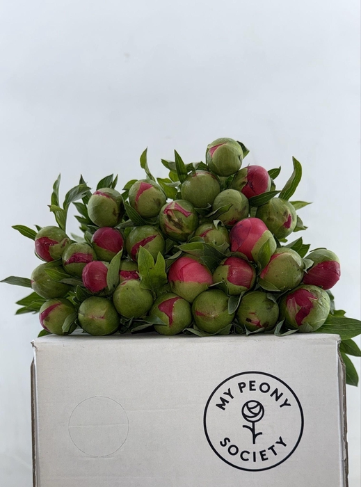 <h4>Paeonia Coral Sunset</h4>