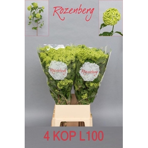 Viburnum Roseum St 100cm 4hd