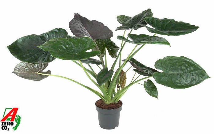 <h4>Alocasia Wentii (NO GAP)</h4>