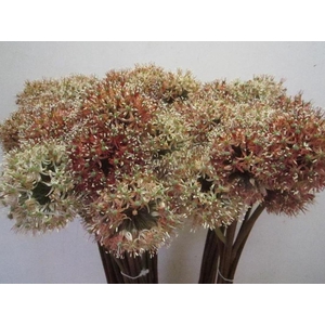 Allium Mount Brownie