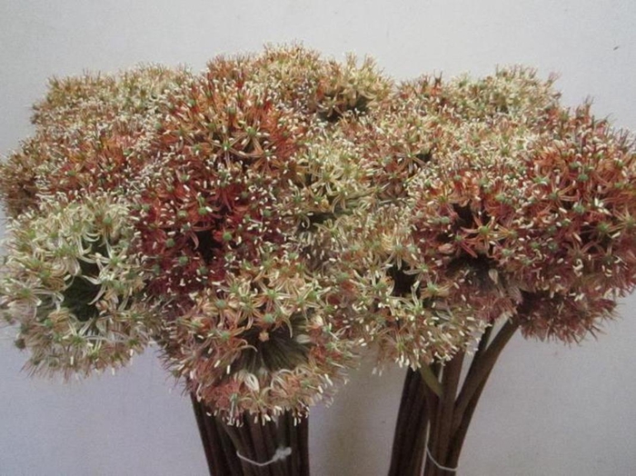 <h4>Allium Mount Brownie</h4>