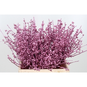 Ilex Kl Bh Metallic Roze