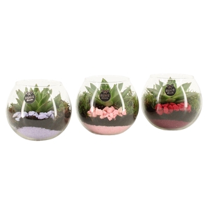 21864: Lovess arrangement