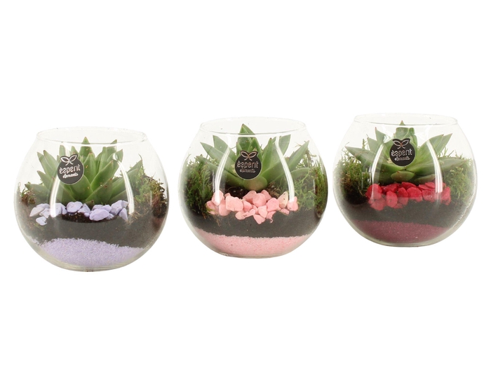 <h4>21864: Lovess arrangement</h4>