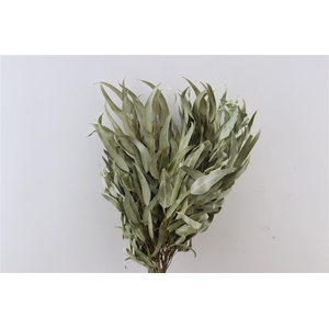 Dried Euca Leaves Natural 55cm Bunch