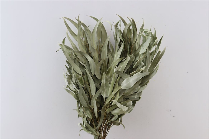 Dried Euca Leaves Natural 55cm Bunch