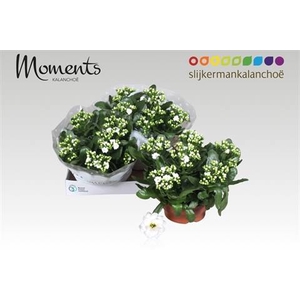 KALAN CALAN WHITE STELLAR P23