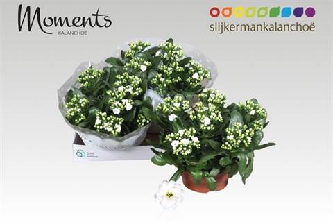 <h4>KALAN CALAN WHITE STELLAR P23</h4>