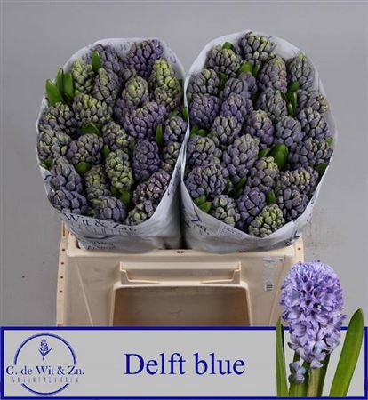 <h4>Hyac Delft Blue</h4>