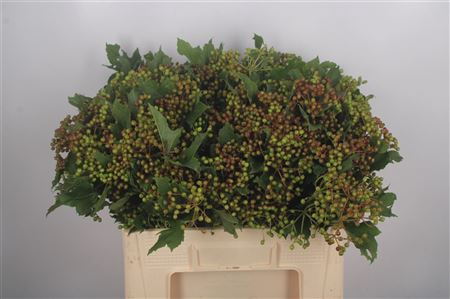 <h4>Viburnum Compactum Berries Per Bunch</h4>