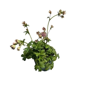 Astrantia major