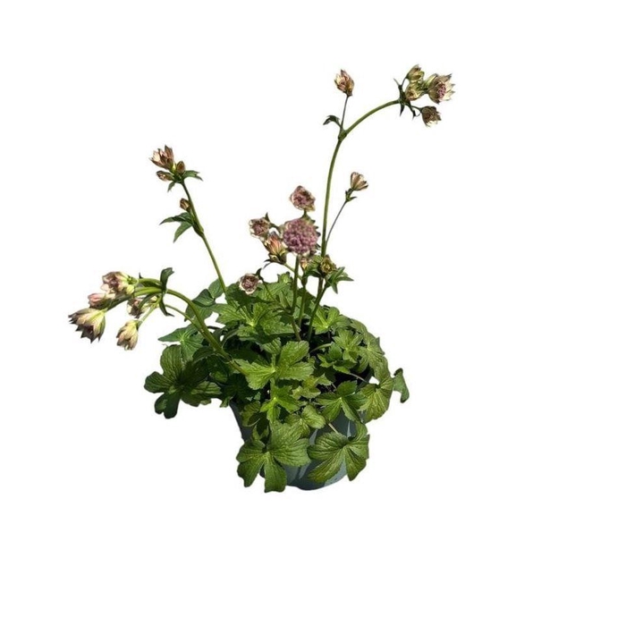 <h4>Astrantia major</h4>