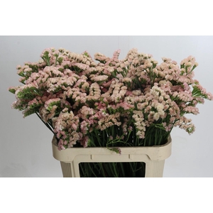 Limonium sinuatum Lucia Apricot