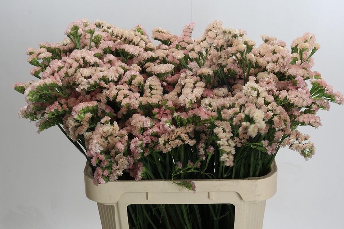 <h4>Limonium sinuatum Lucia Apricot</h4>