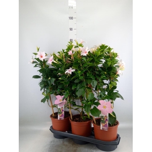 Mandevilla sand. 'SumStar Pink Tou'