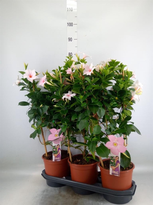 <h4>Mandevilla sand. 'SumStar Pink Tou'</h4>
