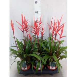 Vriesea  'Elan'