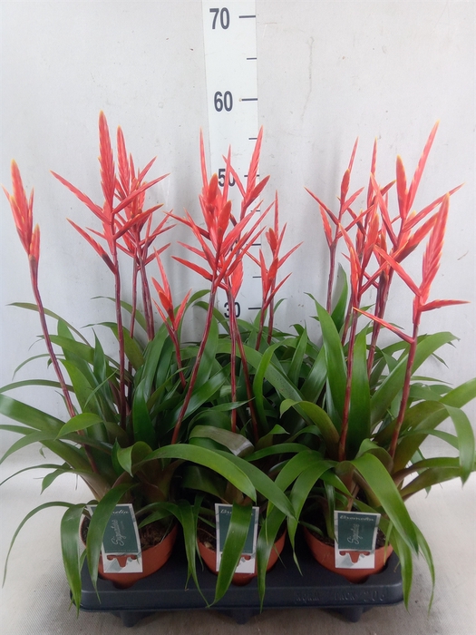 <h4>Vriesea  'Elan'</h4>