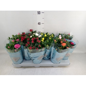 Rosa  'Beau Monde'   ...mix