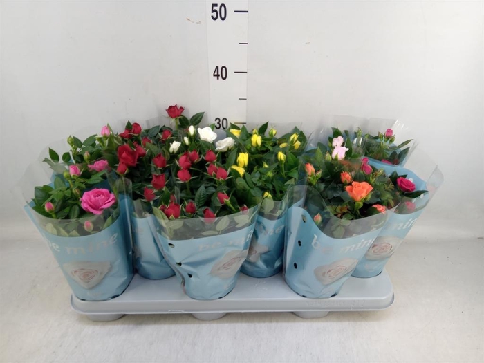 <h4>Rosa 'Beau Monde' ...mix</h4>