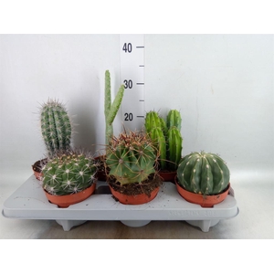 Cactus   ...mix