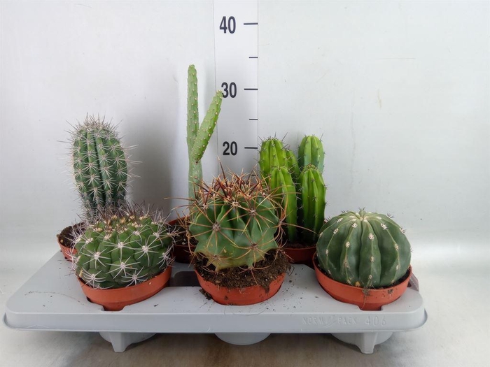 <h4>Cactus   ...mix</h4>