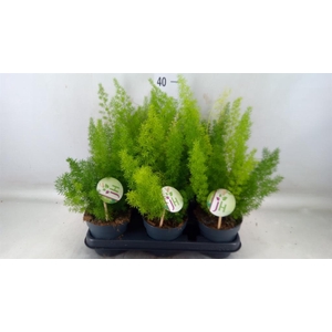 Asparagus dens. 'Meyers'