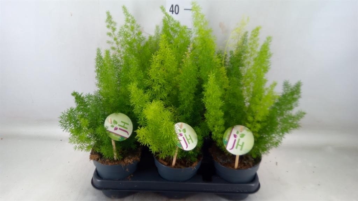 <h4>Asparagus dens. 'Meyers'</h4>