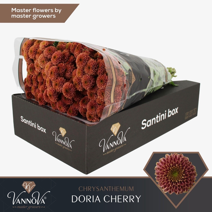 <h4>Chr S Doria Cherry</h4>