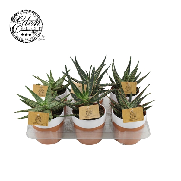 <h4>Aloe gemengd 10.5 cm in terrapot</h4>