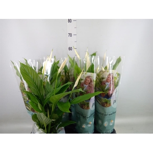 Spathiphyllum  'Strauss'