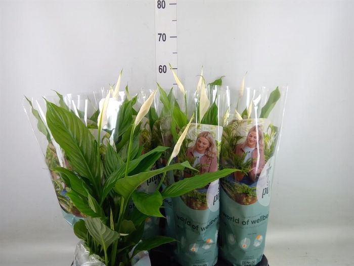 <h4>Spathiphyllum  'Strauss'</h4>