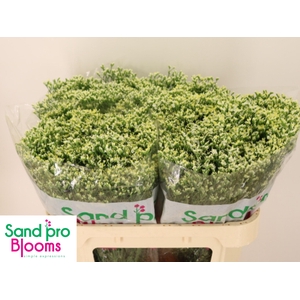 LIM SIN SEN P COLADA