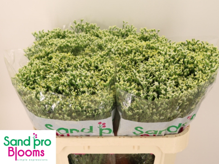 <h4>LIM SIN SEN P COLADA</h4>