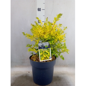 Ligustrum ovalif.