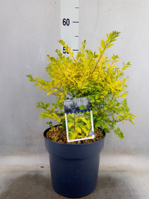 <h4>Ligustrum ovalif.</h4>
