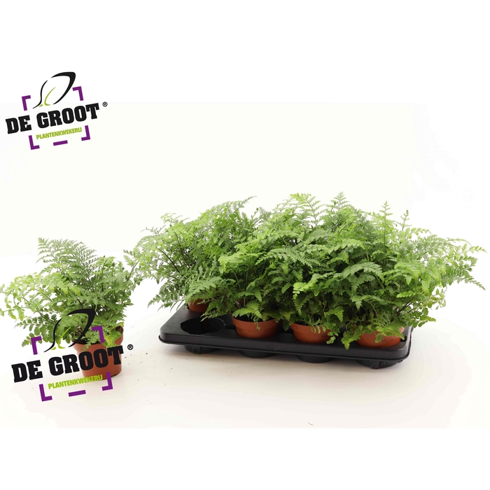 <h4>Asplenium Parvati 12Ø 30cm</h4>