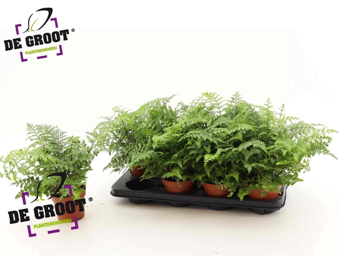 Asplenium Parvati 12Ø 30cm