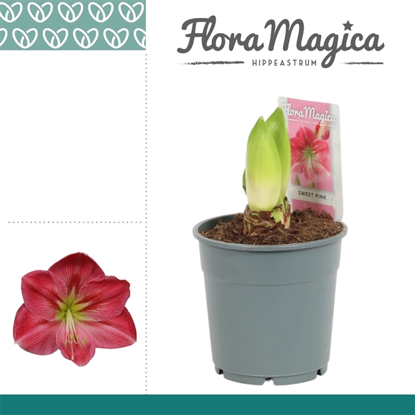 <h4>Hippeastrum Sweet Pink 2 Knop</h4>