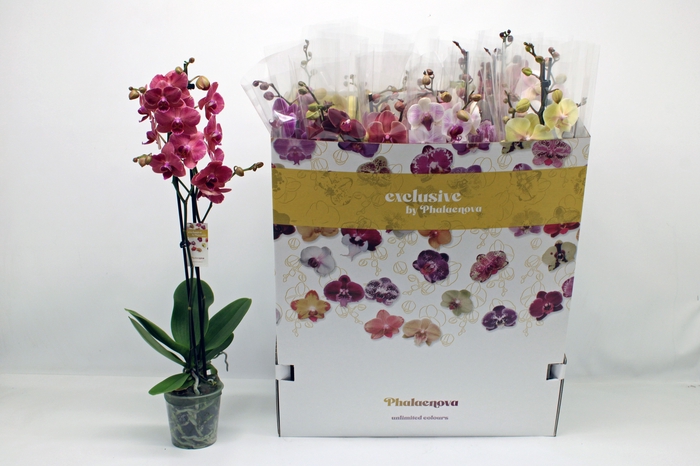 <h4>PHAL GEM 10 KL</h4>
