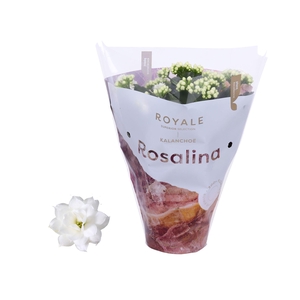 Kalanchoe Rosalina 12cm Royale Dione wit