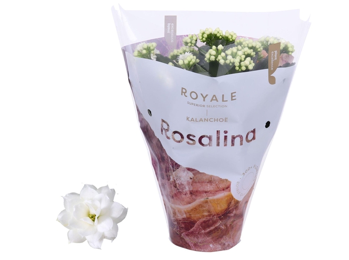 <h4>Kalanchoe Rosalina 12cm Royale Dione wit</h4>