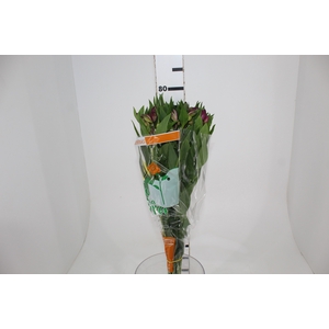 ALSTROEMERIA GALAXY 080 CM LILAS