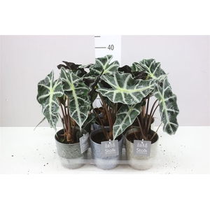 Alocasia Polly Gaia Keramiek
