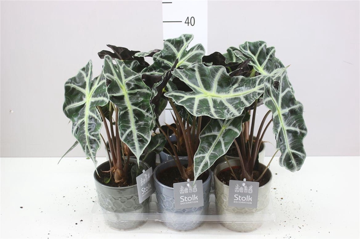 <h4>Alocasia Polly Gaia Keramiek</h4>