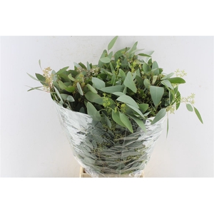 Euca Populus Small Berry 300 Gram